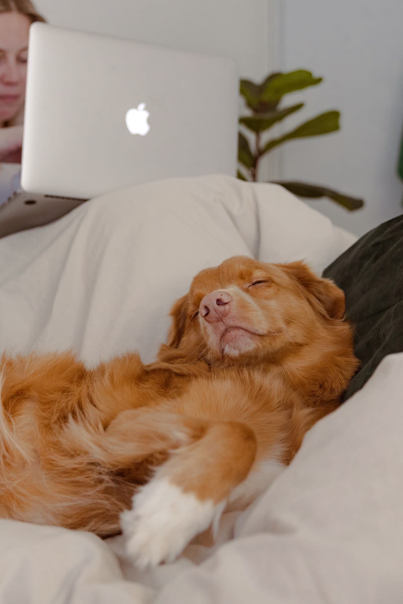 Tiesitkö, että myös söpöjen koira- ja kissavideoiden selailu kerryttää hyötylämpöä?