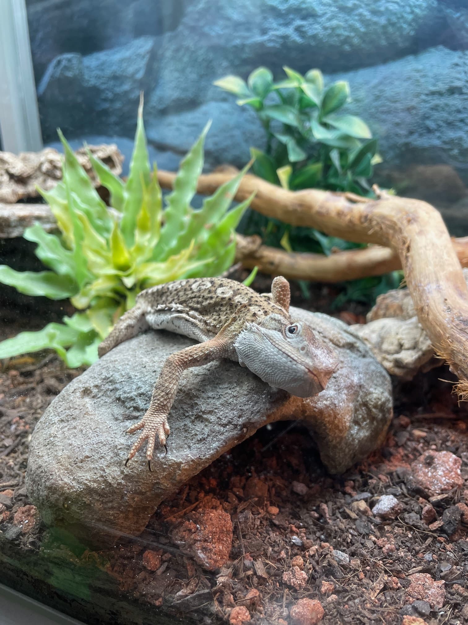 Saanan koti_Sirius terraariossa