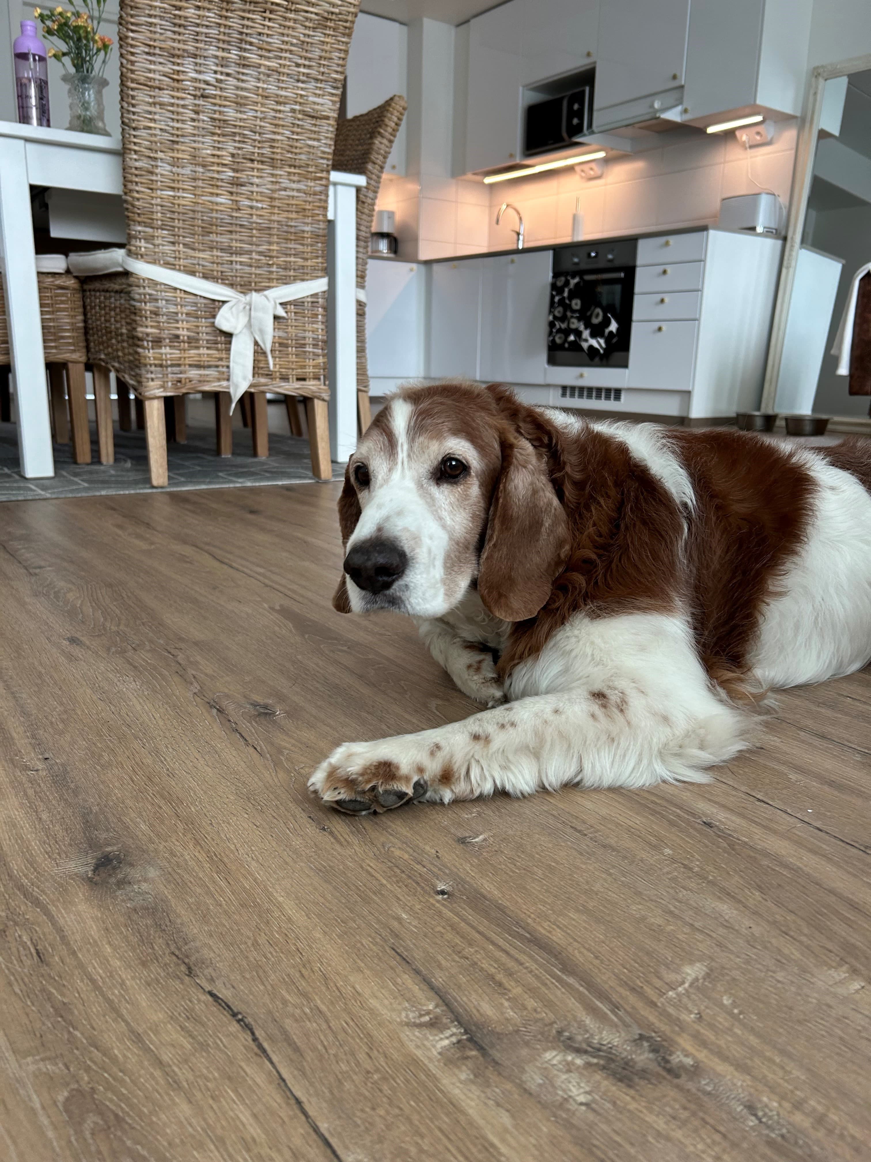 Dory-koira makoilemassa kodin olohuoneessa.